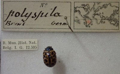 BE-RBINS-ENT Calligrapha_399 Calligrapha polyspila Label.jpg BE-RBINS-ENT Calligrapha_399 Calligrapha polyspila Label.jpg