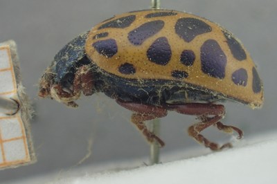 BE-RBINS-ENT Calligrapha_399 Calligrapha polyspila Lateral.jpg BE-RBINS-ENT Calligrapha_399 Calligrapha polyspila Lateral.jpg
