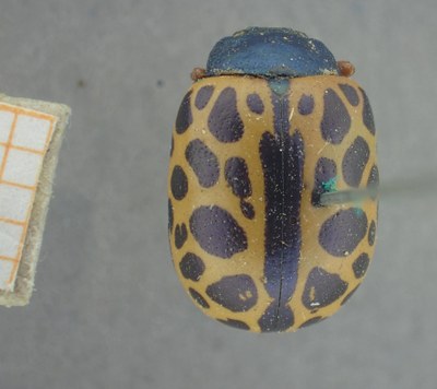 BE-RBINS-ENT Calligrapha_400 Calligrapha polyspila Dorsal.jpg BE-RBINS-ENT Calligrapha_400 Calligrapha polyspila Dorsal.jpg