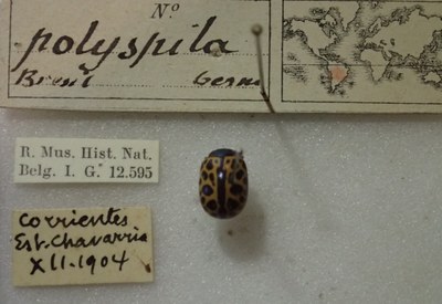 BE-RBINS-ENT Calligrapha_400 Calligrapha polyspila Label.jpg BE-RBINS-ENT Calligrapha_400 Calligrapha polyspila Label.jpg