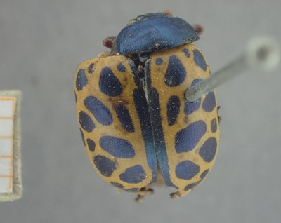 BE-RBINS-ENT Calligrapha_401 Calligrapha polyspila Dorsal.jpg BE-RBINS-ENT Calligrapha_401 Calligrapha polyspila Dorsal.jpg