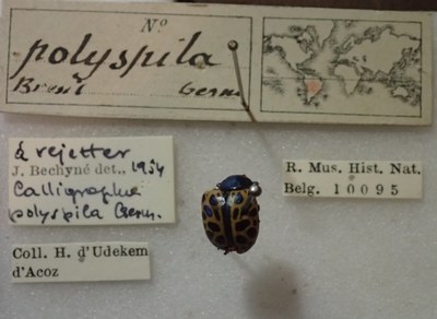 BE-RBINS-ENT Calligrapha_401 Calligrapha polyspila Label.jpg BE-RBINS-ENT Calligrapha_401 Calligrapha polyspila Label.jpg