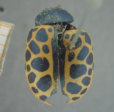 BE-RBINS-ENT Calligrapha_402 Calligrapha polyspila Dorsal.jpg BE-RBINS-ENT Calligrapha_402 Calligrapha polyspila Dorsal.jpg