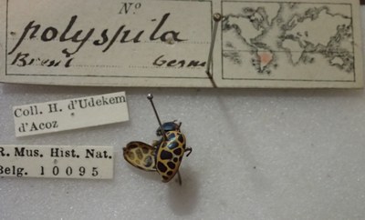 BE-RBINS-ENT Calligrapha_402 Calligrapha polyspila Label.jpg BE-RBINS-ENT Calligrapha_402 Calligrapha polyspila Label.jpg