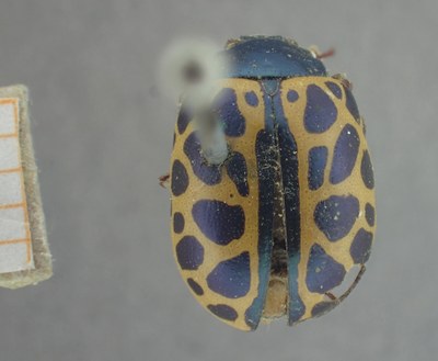 BE-RBINS-ENT Calligrapha_403 Calligrapha polyspila Dorsal.jpg BE-RBINS-ENT Calligrapha_403 Calligrapha polyspila Dorsal.jpg