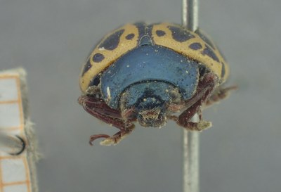 BE-RBINS-ENT Calligrapha_403 Calligrapha polyspila Frontal.jpg BE-RBINS-ENT Calligrapha_403 Calligrapha polyspila Frontal.jpg