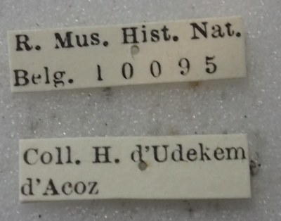 BE-RBINS-ENT Calligrapha_403 Calligrapha polyspila Label.jpg BE-RBINS-ENT Calligrapha_403 Calligrapha polyspila Label.jpg