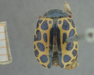BE-RBINS-ENT Calligrapha_404 Calligrapha polyspila Dorsal.jpg BE-RBINS-ENT Calligrapha_404 Calligrapha polyspila Dorsal.jpg