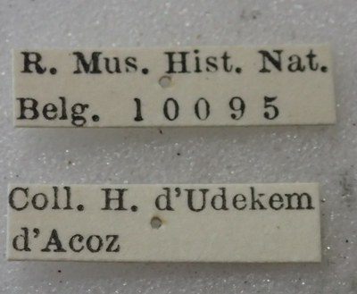 BE-RBINS-ENT Calligrapha_404 Calligrapha polyspila Label.jpg BE-RBINS-ENT Calligrapha_404 Calligrapha polyspila Label.jpg