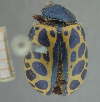BE-RBINS-ENT Calligrapha_405 Calligrapha polyspila Dorsal.jpg BE-RBINS-ENT Calligrapha_405 Calligrapha polyspila Dorsal.jpg