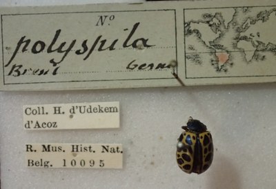 BE-RBINS-ENT Calligrapha_405 Calligrapha polyspila Label.jpg BE-RBINS-ENT Calligrapha_405 Calligrapha polyspila Label.jpg