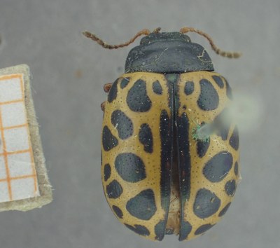 BE-RBINS-ENT Calligrapha_406 Calligrapha polyspila Dorsal.jpg BE-RBINS-ENT Calligrapha_406 Calligrapha polyspila Dorsal.jpg