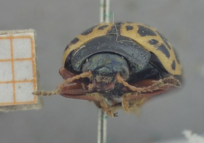 BE-RBINS-ENT Calligrapha_406 Calligrapha polyspila Frontal.jpg BE-RBINS-ENT Calligrapha_406 Calligrapha polyspila Frontal.jpg