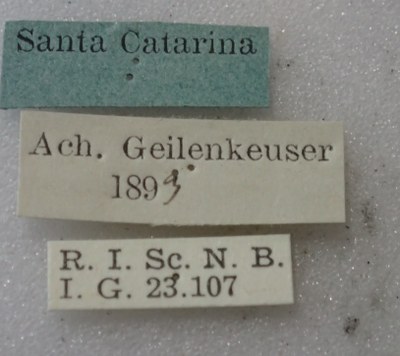 BE-RBINS-ENT Calligrapha_406 Calligrapha polyspila Label.jpg BE-RBINS-ENT Calligrapha_406 Calligrapha polyspila Label.jpg