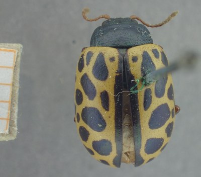 BE-RBINS-ENT Calligrapha_407 Calligrapha polyspila Dorsal.jpg BE-RBINS-ENT Calligrapha_407 Calligrapha polyspila Dorsal.jpg