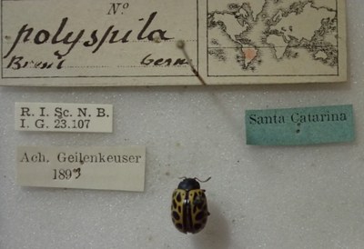 BE-RBINS-ENT Calligrapha_407 Calligrapha polyspila Label.jpg BE-RBINS-ENT Calligrapha_407 Calligrapha polyspila Label.jpg