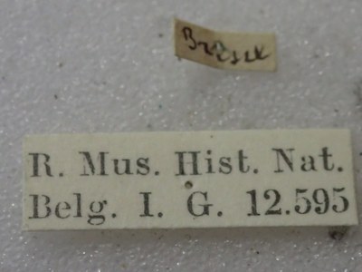 BE-RBINS-ENT Calligrapha_408 Calligrapha polyspila Label.jpg BE-RBINS-ENT Calligrapha_408 Calligrapha polyspila Label.jpg