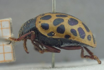 BE-RBINS-ENT Calligrapha_408 Calligrapha polyspila Lateral.jpg BE-RBINS-ENT Calligrapha_408 Calligrapha polyspila Lateral.jpg