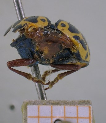 BE-RBINS-ENT Calligrapha_409 Calligrapha polyspila Frontal.jpg BE-RBINS-ENT Calligrapha_409 Calligrapha polyspila Frontal.jpg