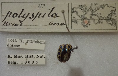 BE-RBINS-ENT Calligrapha_409 Calligrapha polyspila Label.jpg BE-RBINS-ENT Calligrapha_409 Calligrapha polyspila Label.jpg