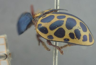BE-RBINS-ENT Calligrapha_409 Calligrapha polyspila Lateral.jpg BE-RBINS-ENT Calligrapha_409 Calligrapha polyspila Lateral.jpg