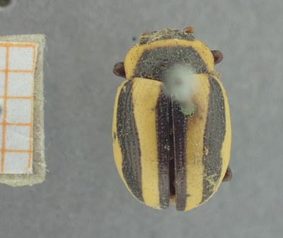 BE-RBINS-ENT Calligrapha_410 Calligrapha praecelsis Dorsal.jpg BE-RBINS-ENT Calligrapha_410 Calligrapha praecelsis Dorsal.jpg