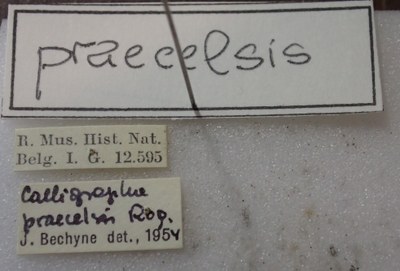 BE-RBINS-ENT Calligrapha_410 Calligrapha praecelsis Label.jpg BE-RBINS-ENT Calligrapha_410 Calligrapha praecelsis Label.jpg