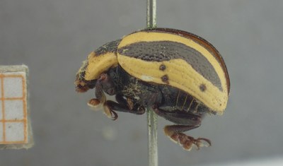BE-RBINS-ENT Calligrapha_410 Calligrapha praecelsis Lateral.jpg BE-RBINS-ENT Calligrapha_410 Calligrapha praecelsis Lateral.jpg