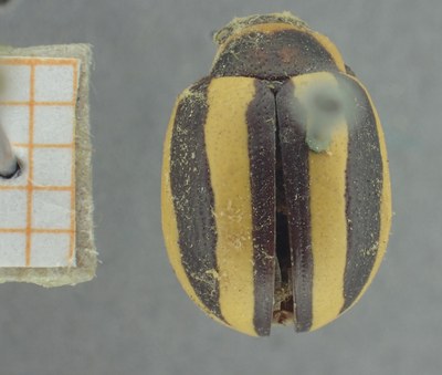 BE-RBINS-ENT Calligrapha_411 Calligrapha praecelsis Dorsal.jpg BE-RBINS-ENT Calligrapha_411 Calligrapha praecelsis Dorsal.jpg