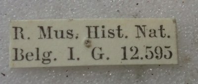 BE-RBINS-ENT Calligrapha_411 Calligrapha praecelsis Label.jpg BE-RBINS-ENT Calligrapha_411 Calligrapha praecelsis Label.jpg