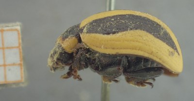 BE-RBINS-ENT Calligrapha_411 Calligrapha praecelsis Lateral.jpg BE-RBINS-ENT Calligrapha_411 Calligrapha praecelsis Lateral.jpg