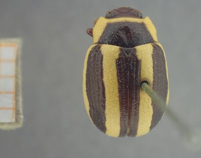 BE-RBINS-ENT Calligrapha_412 Calligrapha praecelsis Dorsal.jpg BE-RBINS-ENT Calligrapha_412 Calligrapha praecelsis Dorsal.jpg