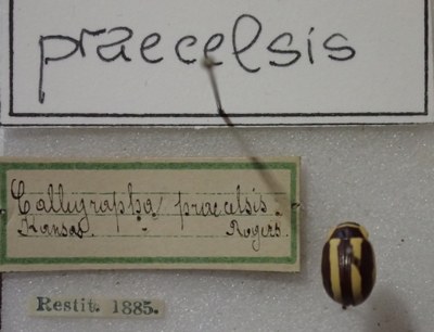 BE-RBINS-ENT Calligrapha_412 Calligrapha praecelsis Label.jpg BE-RBINS-ENT Calligrapha_412 Calligrapha praecelsis Label.jpg