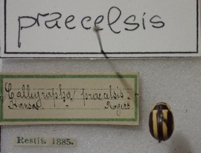 BE-RBINS-ENT Calligrapha_412 Calligrapha praecelsis Label.jpg