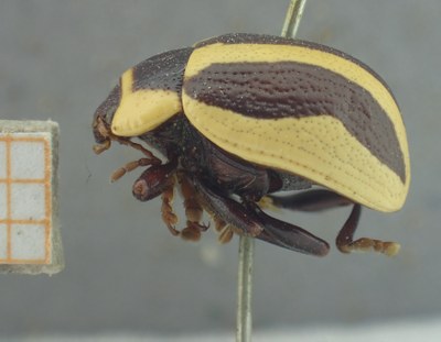BE-RBINS-ENT Calligrapha_412 Calligrapha praecelsis Lateral.jpg BE-RBINS-ENT Calligrapha_412 Calligrapha praecelsis Lateral.jpg
