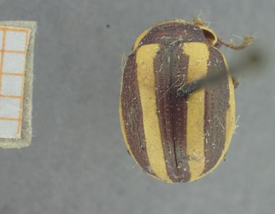 BE-RBINS-ENT Calligrapha_413 Calligrapha praecelsis Dorsal.jpg BE-RBINS-ENT Calligrapha_413 Calligrapha praecelsis Dorsal.jpg