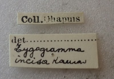 BE-RBINS-ENT Calligrapha_413 Calligrapha praecelsis Label.jpg BE-RBINS-ENT Calligrapha_413 Calligrapha praecelsis Label.jpg