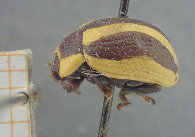 BE-RBINS-ENT Calligrapha_413 Calligrapha praecelsis Lateral.jpg BE-RBINS-ENT Calligrapha_413 Calligrapha praecelsis Lateral.jpg