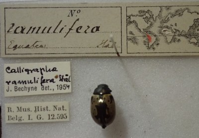 BE-RBINS-ENT Calligrapha_414 Calligrapha ramulifera Label.jpg BE-RBINS-ENT Calligrapha_414 Calligrapha ramulifera Label.jpg