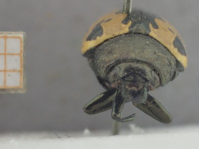 BE-RBINS-ENT Calligrapha_415 Calligrapha ramulifera Frontal.jpg BE-RBINS-ENT Calligrapha_415 Calligrapha ramulifera Frontal.jpg