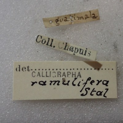 BE-RBINS-ENT Calligrapha_415 Calligrapha ramulifera Label.jpg BE-RBINS-ENT Calligrapha_415 Calligrapha ramulifera Label.jpg