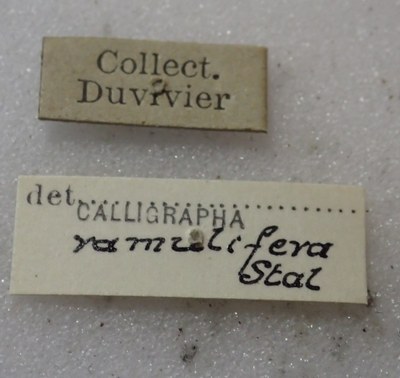 BE-RBINS-ENT Calligrapha_416 Calligrapha ramulifera Label.jpg BE-RBINS-ENT Calligrapha_416 Calligrapha ramulifera Label.jpg