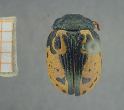 BE-RBINS-ENT Calligrapha_417 Calligrapha rowena Dorsal.jpg BE-RBINS-ENT Calligrapha_417 Calligrapha rowena Dorsal.jpg