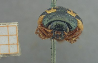 BE-RBINS-ENT Calligrapha_417 Calligrapha rowena Frontal.jpg BE-RBINS-ENT Calligrapha_417 Calligrapha rowena Frontal.jpg