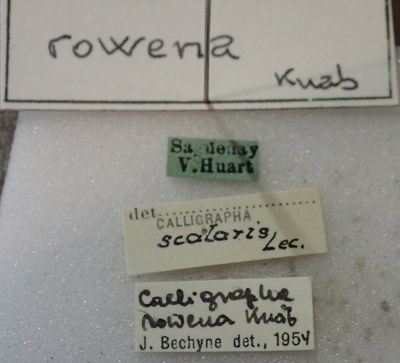 BE-RBINS-ENT Calligrapha_417 Calligrapha rowena Label.jpg BE-RBINS-ENT Calligrapha_417 Calligrapha rowena Label.jpg