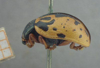 BE-RBINS-ENT Calligrapha_417 Calligrapha rowena Lateral.jpg BE-RBINS-ENT Calligrapha_417 Calligrapha rowena Lateral.jpg