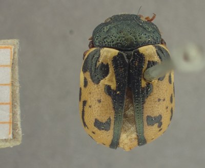 BE-RBINS-ENT Calligrapha_418 Calligrapha rowena Dorsal.jpg BE-RBINS-ENT Calligrapha_418 Calligrapha rowena Dorsal.jpg