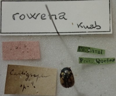 BE-RBINS-ENT Calligrapha_418 Calligrapha rowena Label.jpg BE-RBINS-ENT Calligrapha_418 Calligrapha rowena Label.jpg