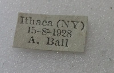 BE-RBINS-ENT Calligrapha_419 Calligrapha rowena Label.jpg BE-RBINS-ENT Calligrapha_419 Calligrapha rowena Label.jpg