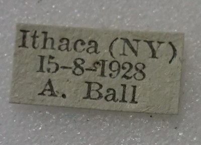 BE-RBINS-ENT Calligrapha_421 Calligrapha rowena Label.jpg BE-RBINS-ENT Calligrapha_421 Calligrapha rowena Label.jpg